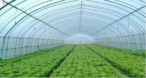 定制各类农业大棚|种植养殖专用 保温抗风雪 全程上门安装